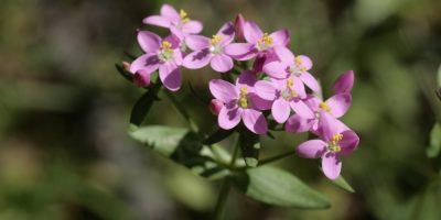 Flor de Bach Centaury Flor de Bach Centaury