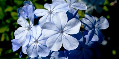 Flor de Bach Cerato Flor de Bach Cerato