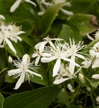 Flor de Bach Clematis