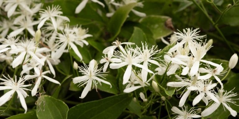 Flor de Bach Clematis