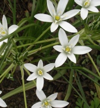 Flor de Bach Star of Bethlehem
