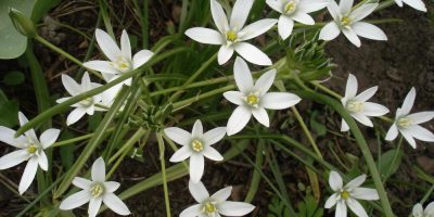 Flor de Bach Star of Bethlehem Flor de Bach Star of Bethlehem