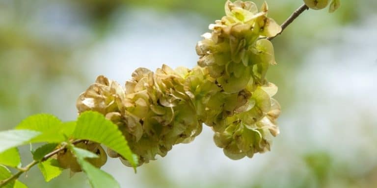 Flor de Bach Elm