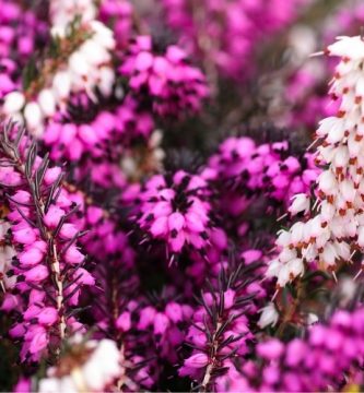 Flor de Bach Heather