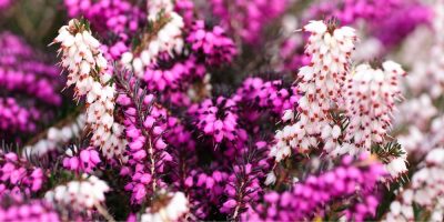 Flor de Bach Heather Flor de Bach Heather