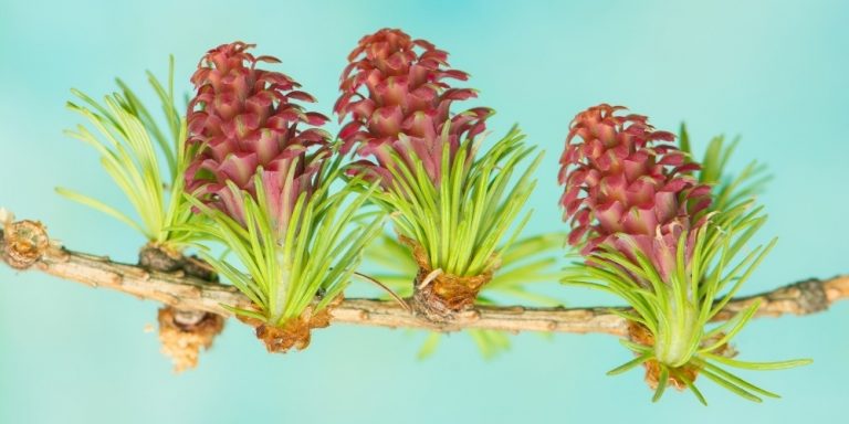 Flor de Bach Larch