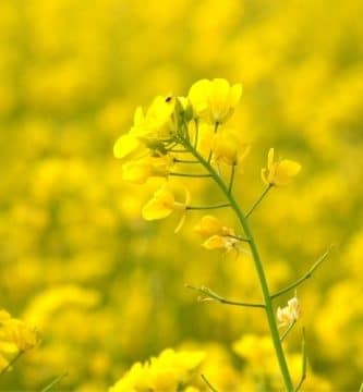 Flor de Bach Mustard