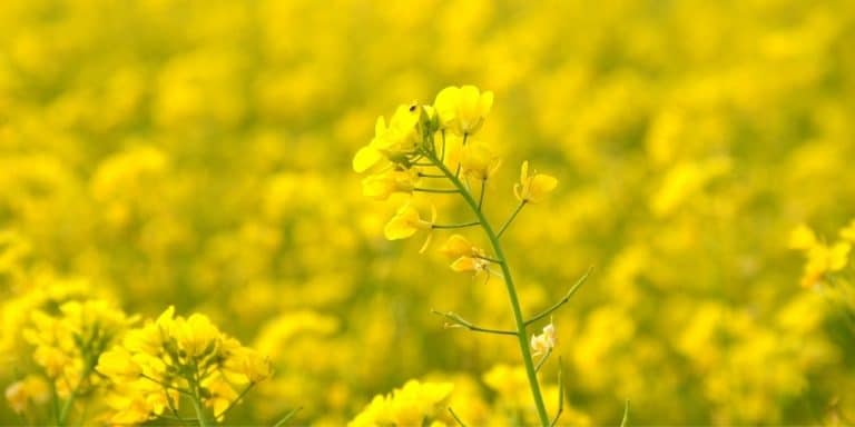 Flor de Bach Mustard