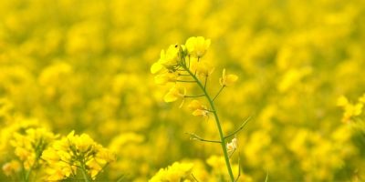 Flor de Bach Mustard Flor de Bach Mustard