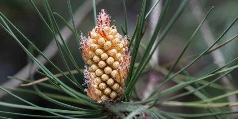 Flor de Bach Pine