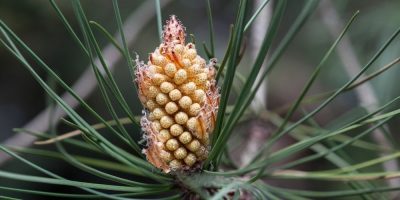 Flor de Bach Pine Flor de Bach Pine