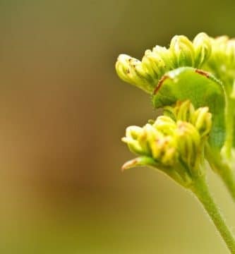 Flor de Bach Vervain