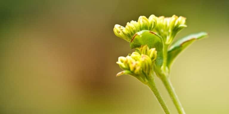 Flor de Bach Vervain
