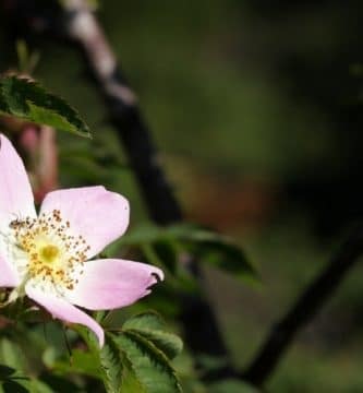 Flor de Bach Wild Rose