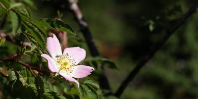 Flor de Bach Wild Rose