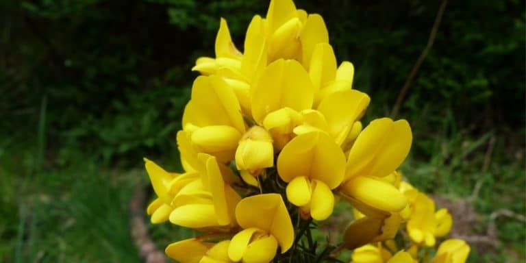 Flor de Bach Gorse