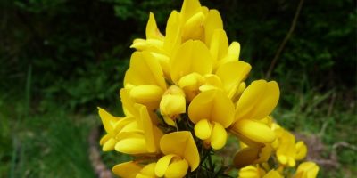 Flor de Bach Gorse Flor de Bach Gorse