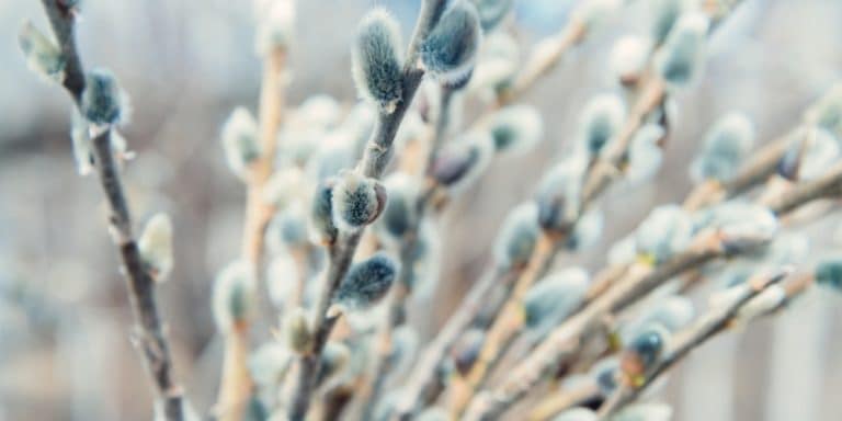 Flor de Bach Willow