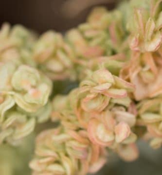 Flor de Bach Holly