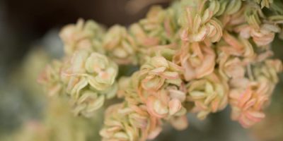 Flor de Bach Holly
