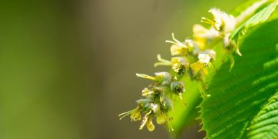 Flor de Bach Hornbeam Flor de Bach Hornbeam