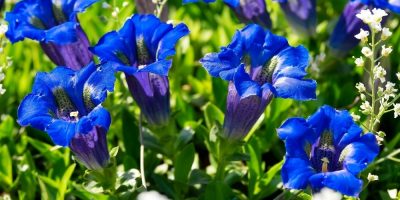 Flor de Bach Gentian