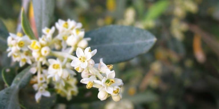 Flor de Bach Olive