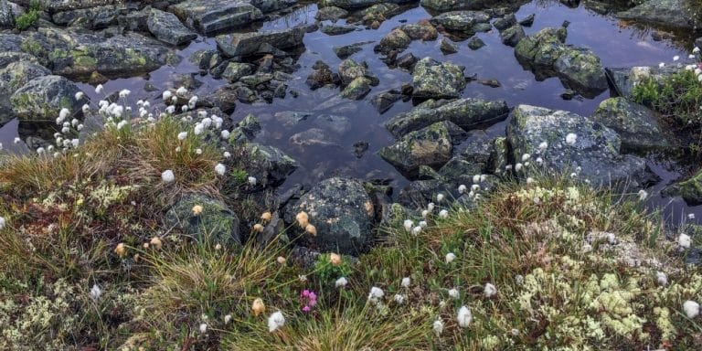 Flor de Bach Rock Water