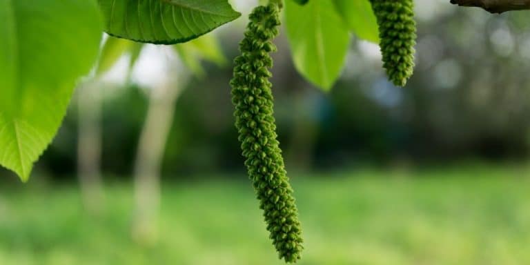 Flor de Bach Walnut