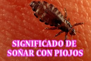 Que significa Soñar con piojos y liendres en la Cabeza Que significa Soñar con piojos y liendres en la Cabeza