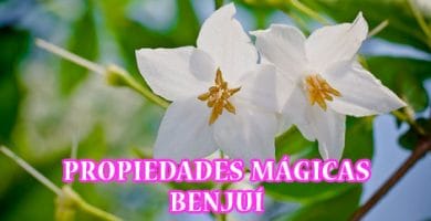 propiedades esotericas y magicas del benjui