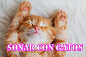 ¿Qué Significa Soñar con Gatos? ¿Qué Significa Soñar con Gatos?