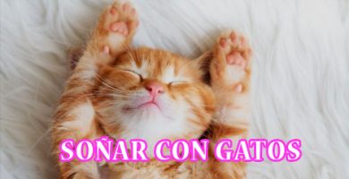 ¿Qué Significa Soñar con Gatos?