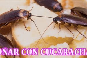 ¿Qué Significa Soñar con Cucarachas? ¿Qué Significa Soñar con Cucarachas?