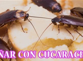 ¿Qué Significa Soñar con Cucarachas?