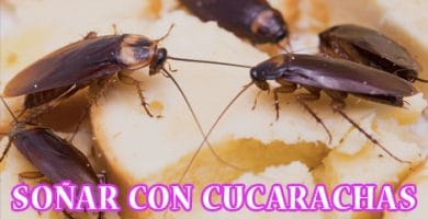 ¿Qué Significa Soñar con Cucarachas?