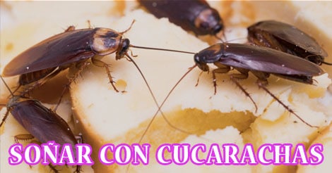 ¿Qué Significa Soñar con Cucarachas?