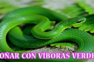 ¿Qué Significa Soñar con Víboras Verdes? ¿Qué Significa Soñar con Víboras Verdes?