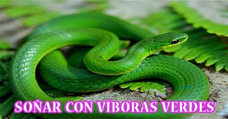 ¿Qué Significa Soñar con Víboras Verdes?