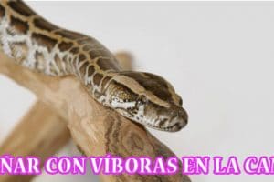 ¿Qué Significa Soñar con Víboras en la cama? ¿Qué Significa Soñar con Víboras en la cama?