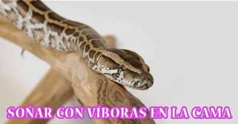 ¿Qué Significa Soñar con Víboras en la cama?