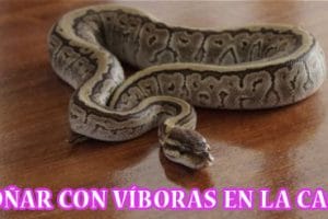 ¿Qué Significa Soñar con Víboras en la Casa? ¿Qué Significa Soñar con Víboras en la Casa?