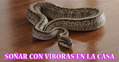 ¿Qué Significa Soñar con Víboras en la Casa?