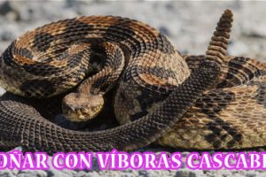 ¿Qué Significa Soñar con Víbora Cascabel? ¿Qué Significa Soñar con Víbora Cascabel?