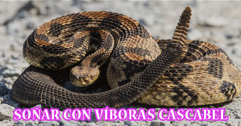 ¿Qué Significa Soñar con Víbora Cascabel?