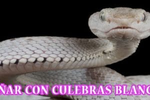 ¿Qué Significa Soñar con Culebras Blancas? ¿Qué Significa Soñar con Culebras Blancas?