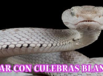 ¿Qué Significa Soñar con Culebras Blancas?