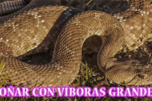 ¿Qué Significa Soñar con Víboras Grandes? ¿Qué Significa Soñar con Víboras Grandes?