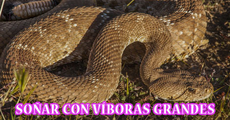 ¿Qué Significa Soñar con Víboras Grandes?