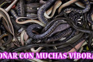 ¿Qué Significa Soñar con Muchas Víboras? ¿Qué Significa Soñar con Muchas Víboras?